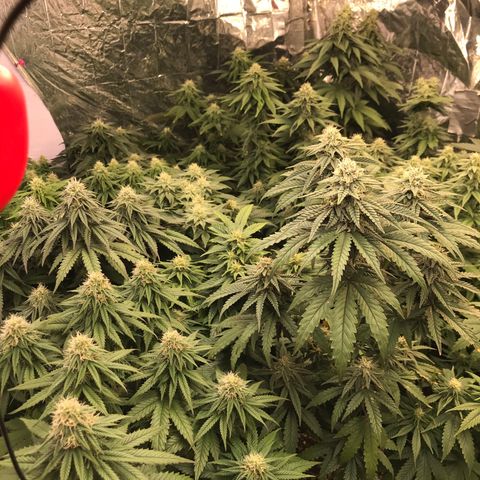 Do- Si- Dos #3 growlog timeline photo