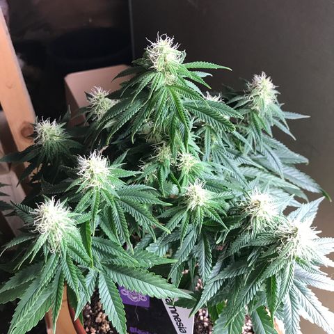 Black Orchid  #1 growlog timeline photo
