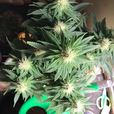 Black Orchid  #1 growlog timeline photo