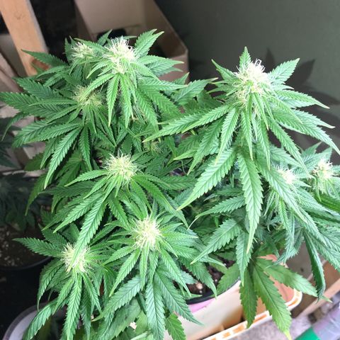 Sweet Lemon Ak #1 growlog timeline photo