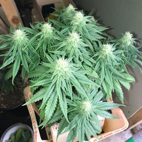 Black Orchid  #3 growlog timeline photo