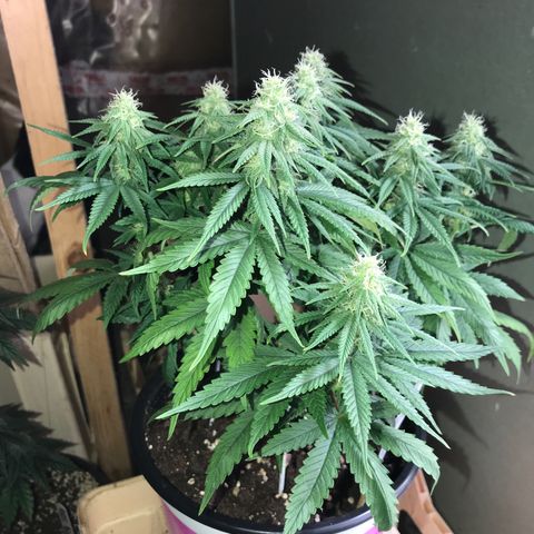 Black Orchid  #3 growlog timeline photo