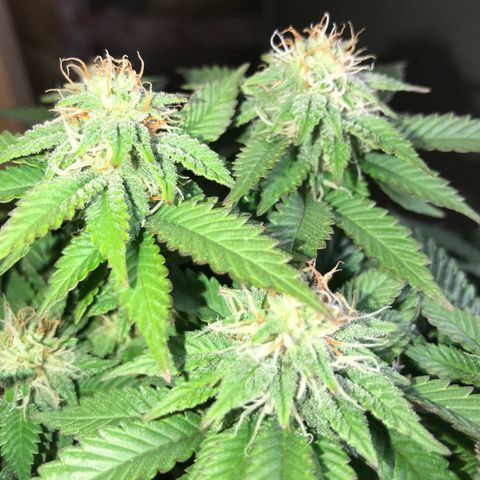 Royal Apple Fritter #2 growlog timeline photo