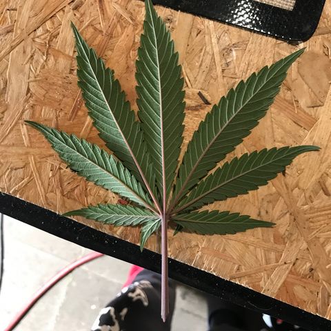 Special Queen #1 growlog timeline photo