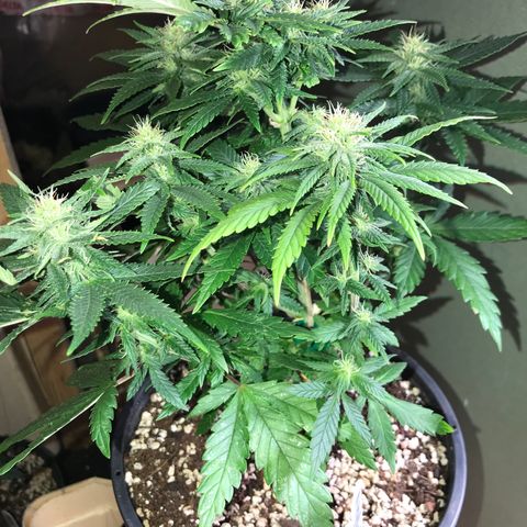 Royal Apple Fritter #1 growlog timeline photo