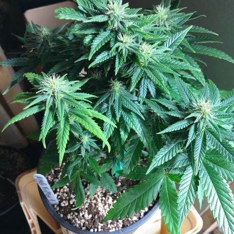 Royal Apple Fritter #1 growlog timeline photo
