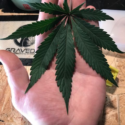 Special Queen #1 growlog timeline photo