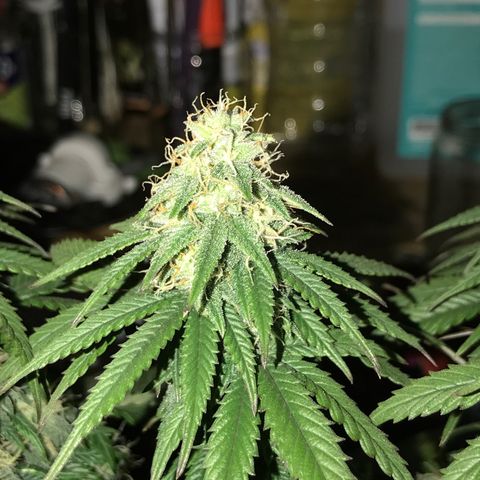 Do- Si- Dos #2 growlog timeline photo