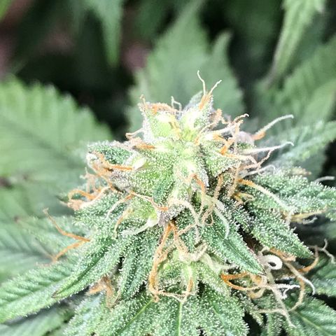 Do- Si- Dos #2 growlog timeline photo