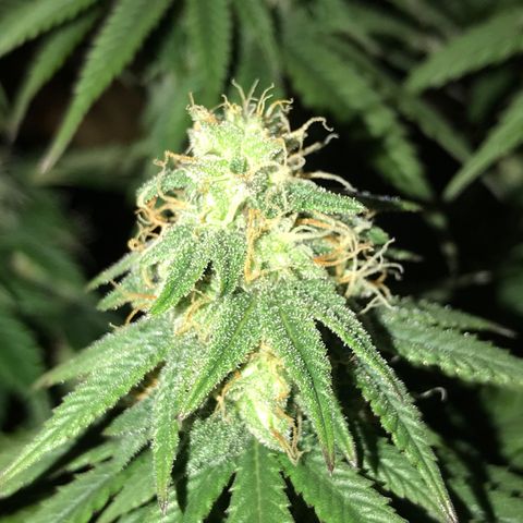 Do- Si- Dos #2 growlog timeline photo