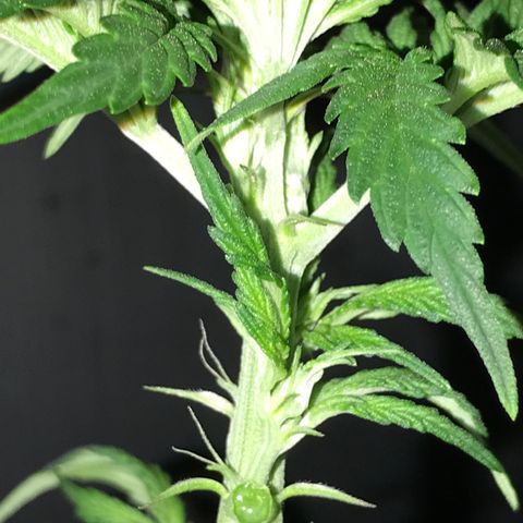 Special Queen #1 growlog timeline photo