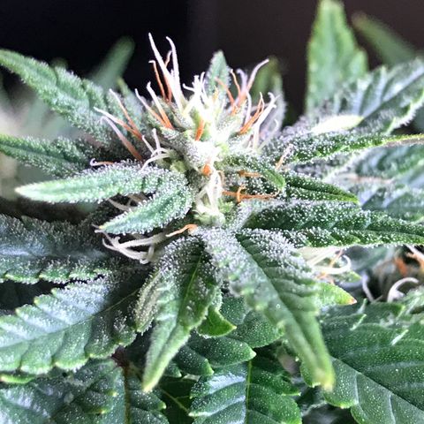 Royal Apple Fritter #1 growlog timeline photo