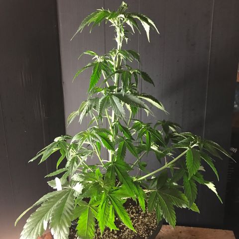 Special Queen #1 growlog timeline photo