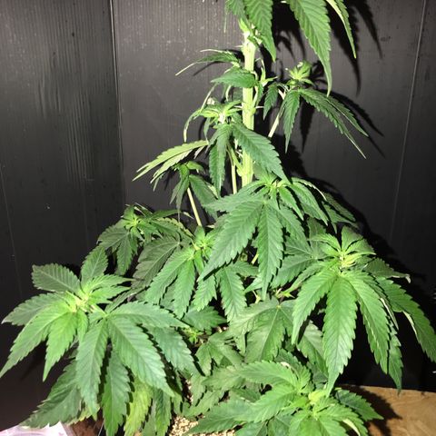 Special Queen #1 growlog timeline photo
