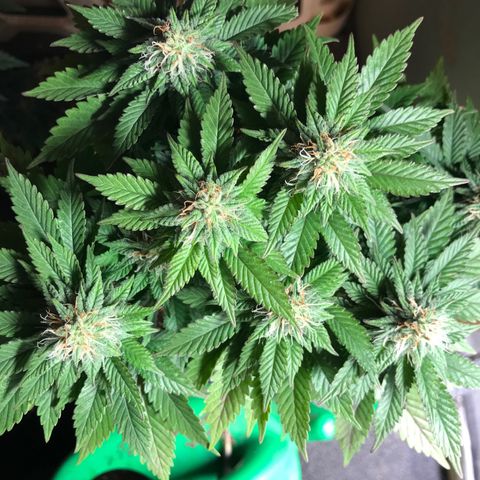 Royal Apple Fritter #2 growlog timeline photo