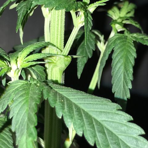Special Queen #1 growlog timeline photo