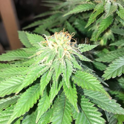 Royal Apple Fritter #2 growlog timeline photo