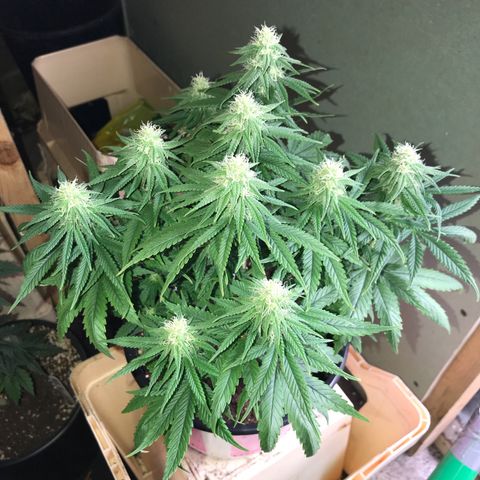 Black Orchid  #3 growlog timeline photo