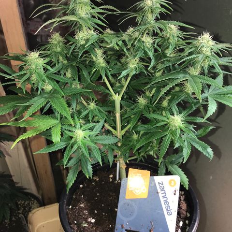 Sweet Lemon Ak #1 growlog timeline photo