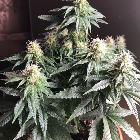 Black Orchid  #1 growlog timeline photo