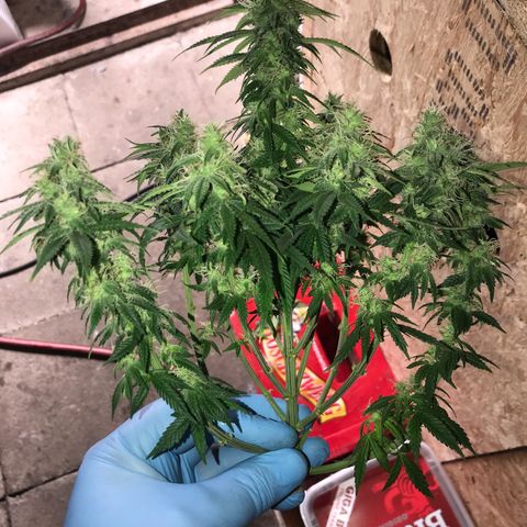 Black Orchid  #1 growlog timeline photo