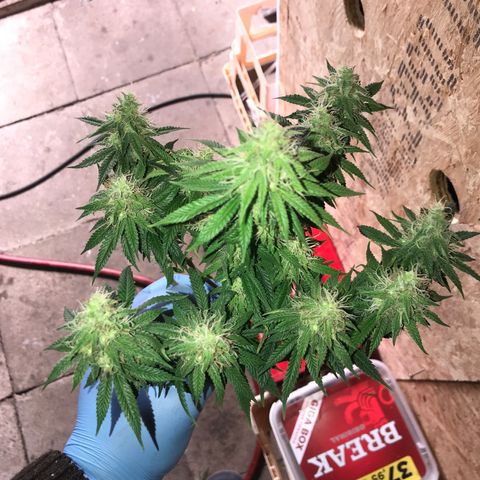 Black Orchid  #1 growlog timeline photo