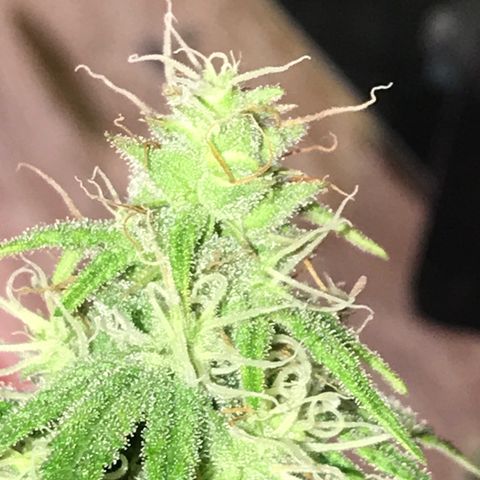 Black Orchid  #1 growlog timeline photo
