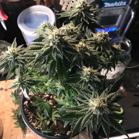 Royal Apple Fritter #3 growlog timeline photo