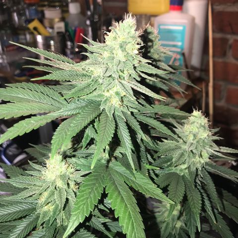 Royal Skywalker  #3 growlog timeline photo