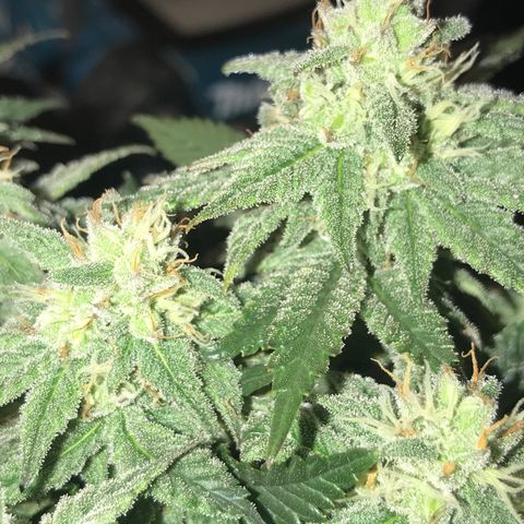Royal Apple Fritter #3 growlog timeline photo