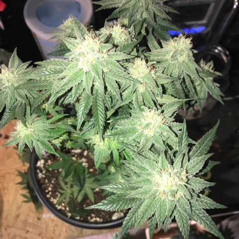 Royal Apple Fritter #3 growlog timeline photo
