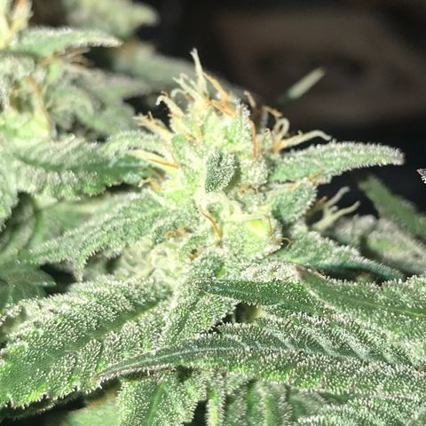 Royal Apple Fritter #3 growlog timeline photo