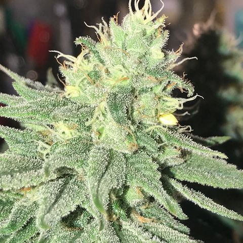 Royal Skywalker  #3 growlog timeline photo