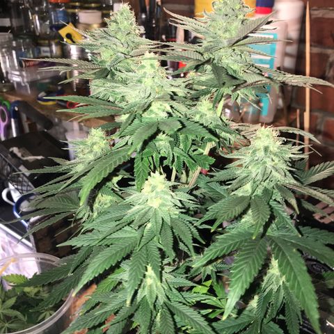 Royal Skywalker  #3 growlog timeline photo