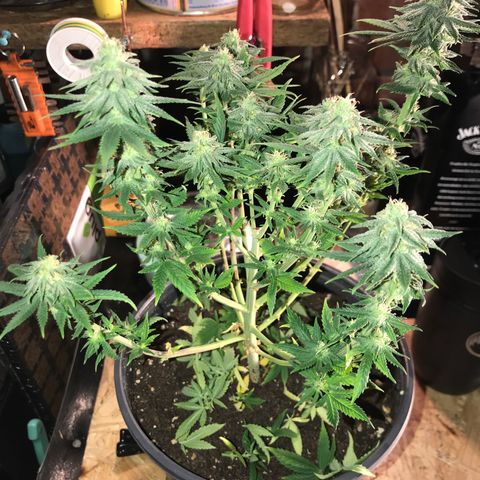 Black Orchid  #2 growlog timeline photo