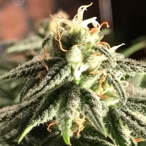 Black Orchid  #2 growlog timeline photo