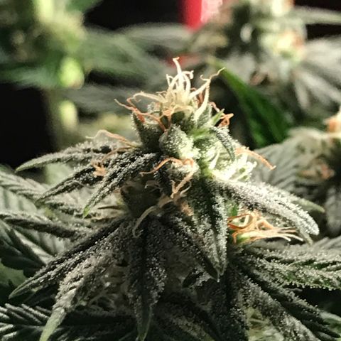 Black Orchid  #2 growlog timeline photo