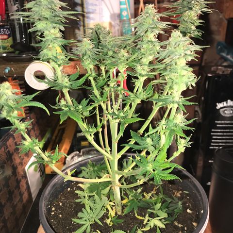 Black Orchid  #2 growlog timeline photo