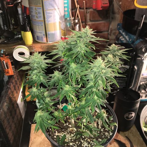 Royal Apple Fritter #1 growlog timeline photo