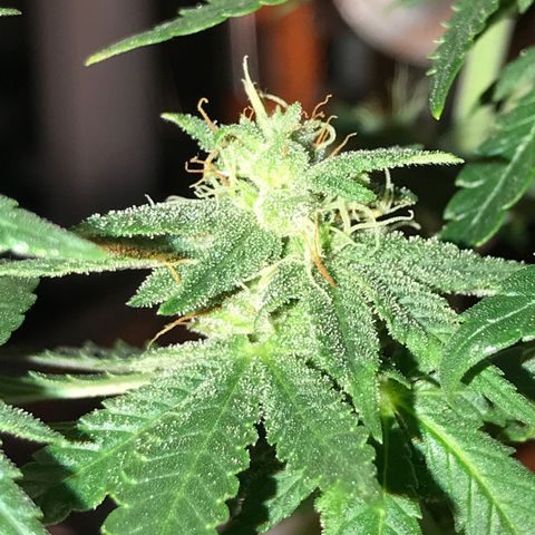Royal Apple Fritter #1 growlog timeline photo