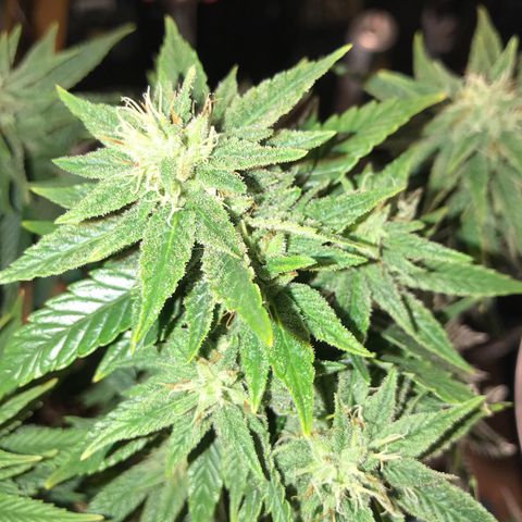 Royal Apple Fritter #1 growlog timeline photo