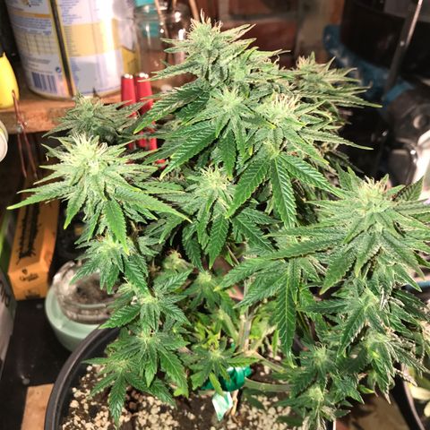 Royal Apple Fritter #1 growlog timeline photo