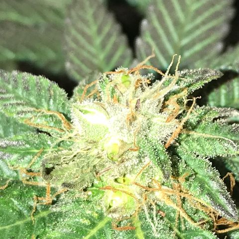 Sweet Lemon Ak #2 growlog timeline photo