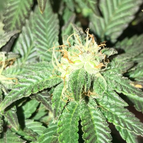 Sweet Lemon Ak #2 growlog timeline photo