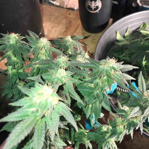 Sweet Lemon Ak #2 growlog timeline photo