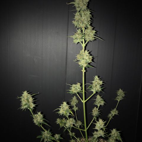 Purple Haze #4 growlog timeline photo