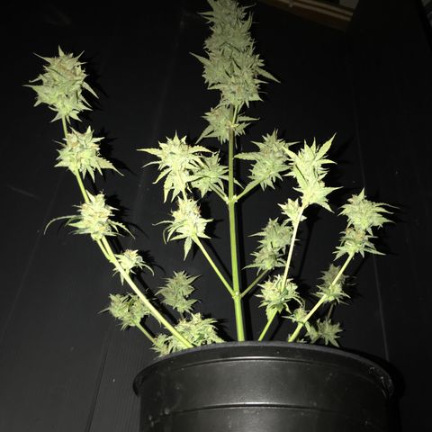 Purple Haze #4 growlog timeline photo