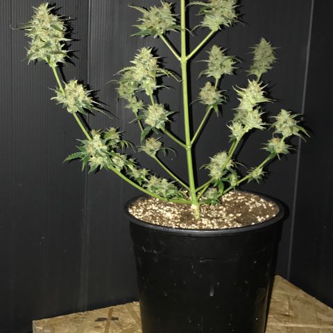 Purple Haze #4 growlog timeline photo