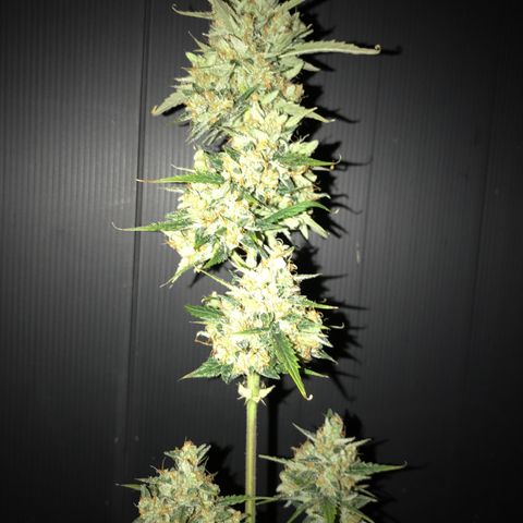 Purple Haze #4 growlog timeline photo