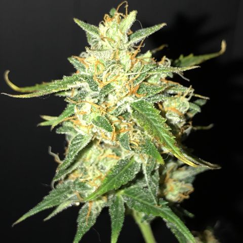 Purple Haze #4 growlog timeline photo